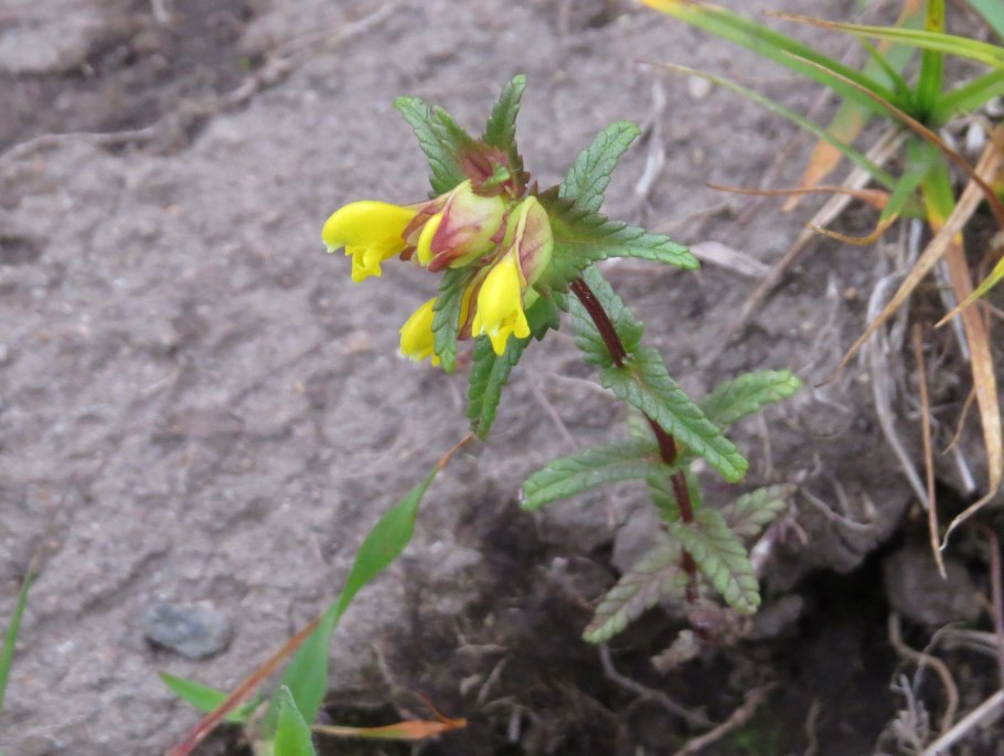 Rhinanthus alectorolophus