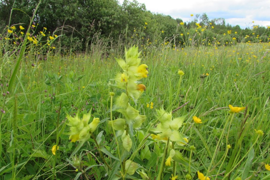 Rhinanthus angustifolius