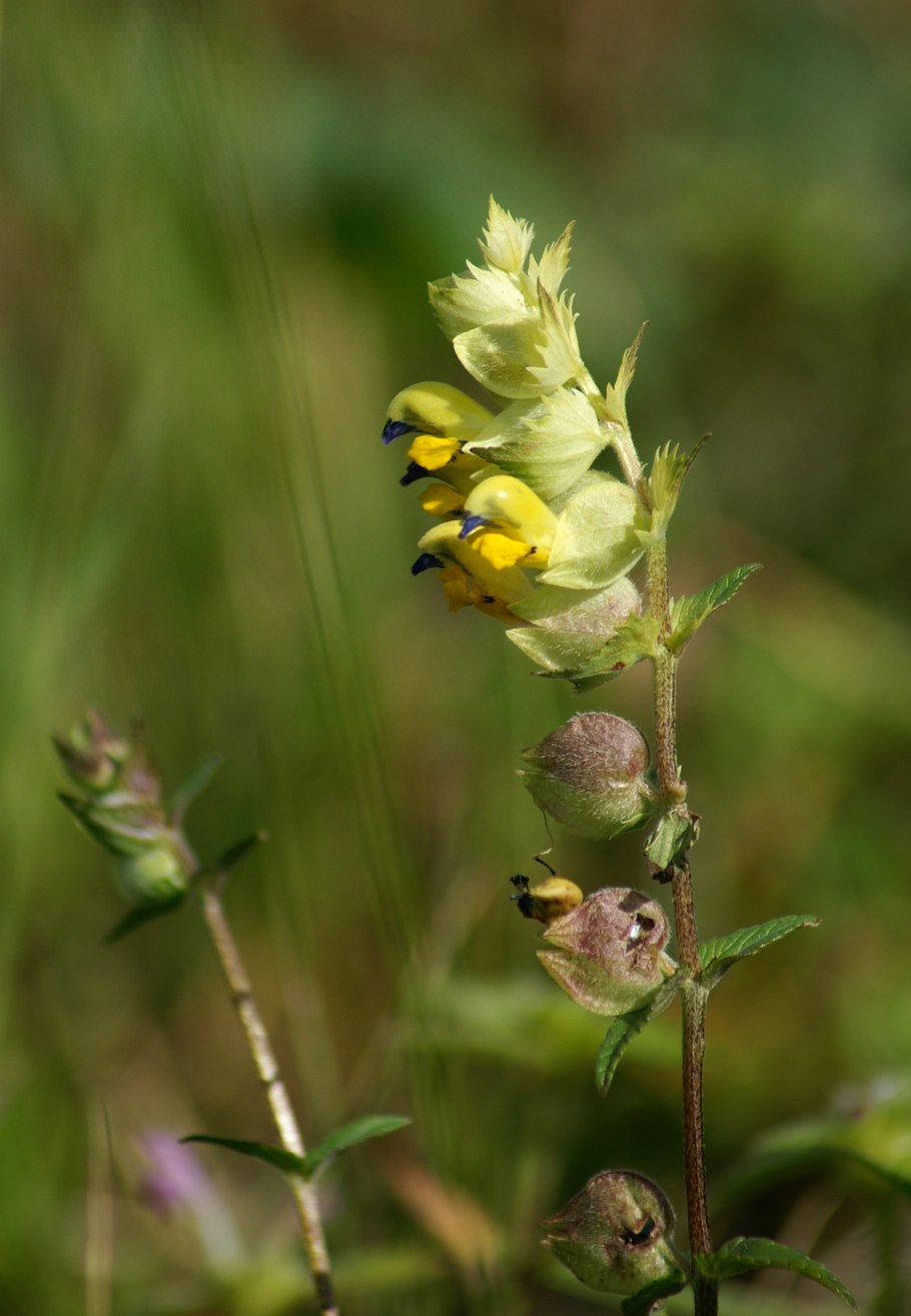 Плантариум Погремок