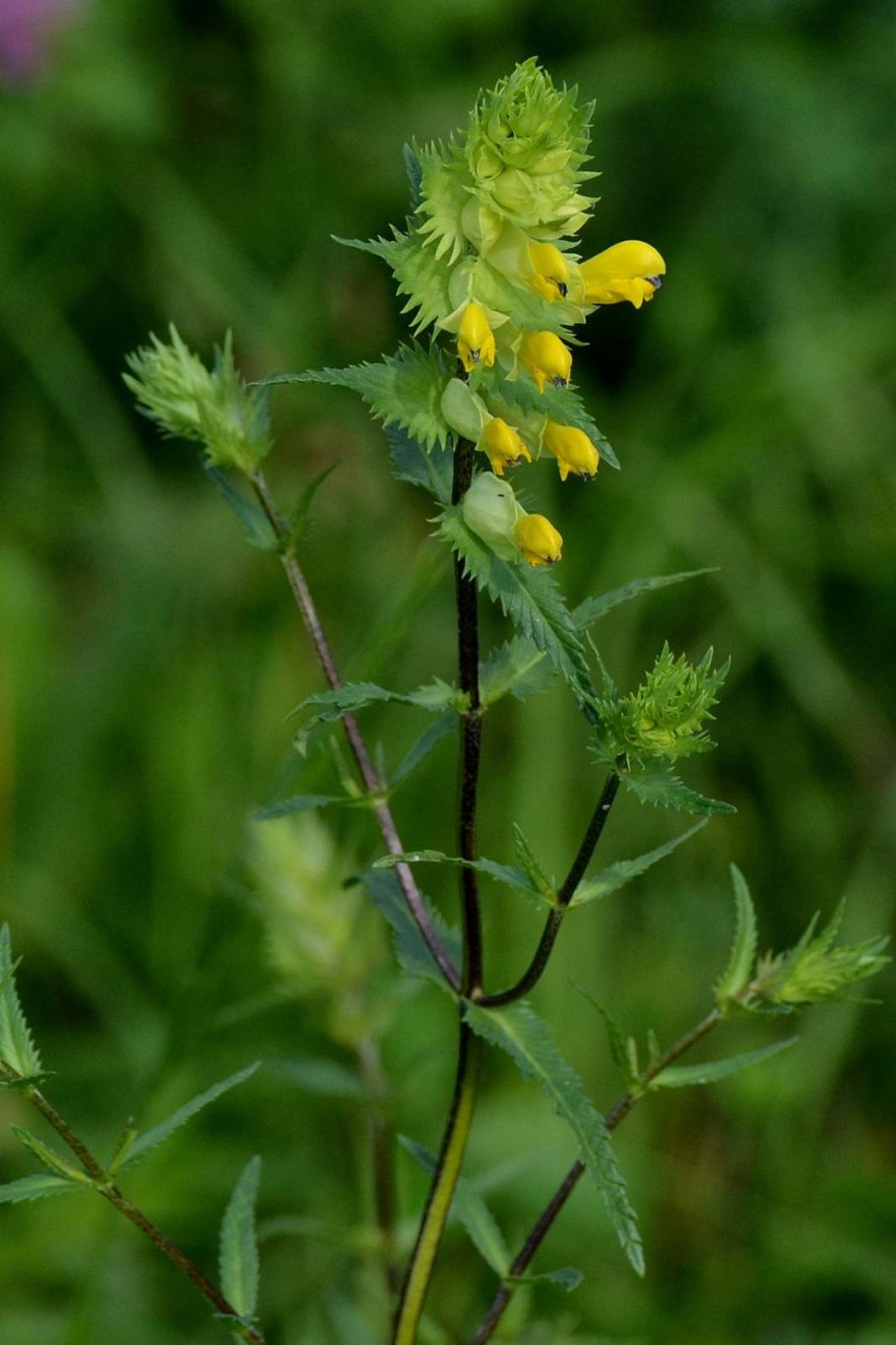 Погремок малый, очанки, Мытники
