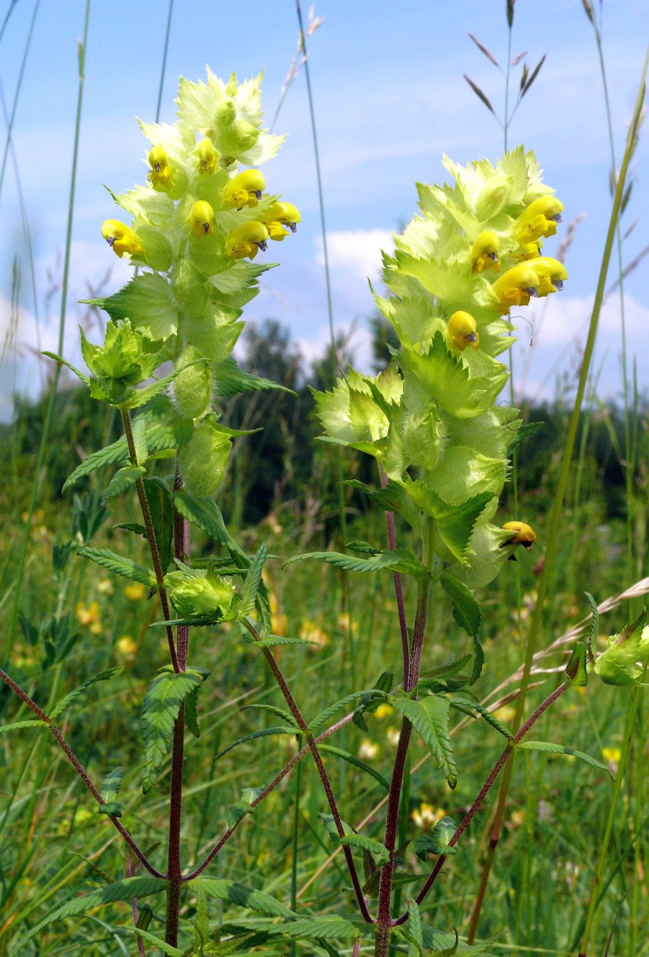 Rhinanthus Minor