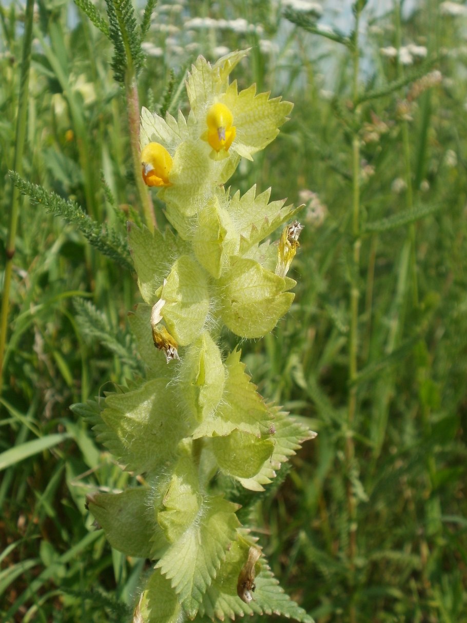 Погремок малый – Rhinanthus Minor