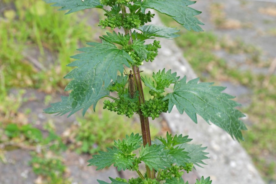 Крапива жгучая (Urtica urens)