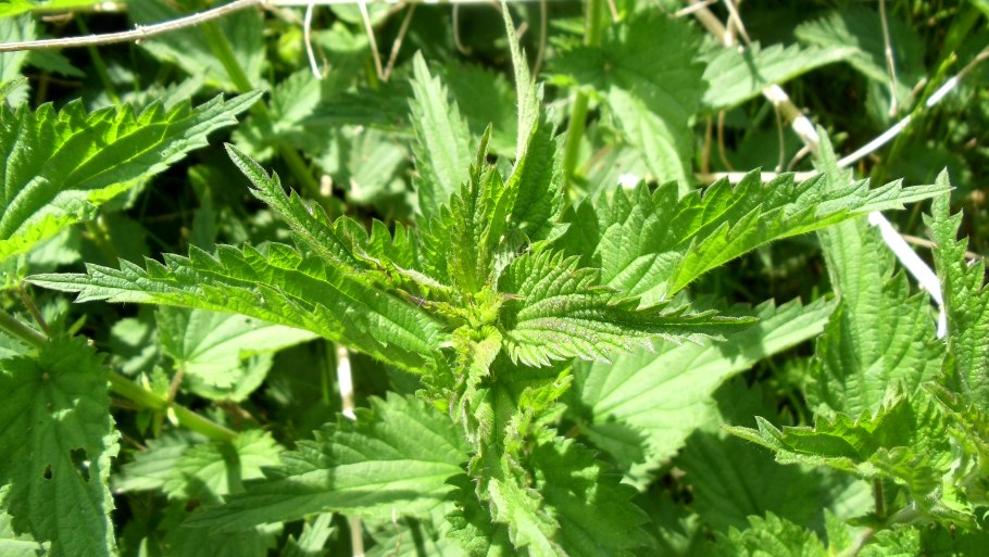 Крапива двудомная (URTICADIOICAL.)