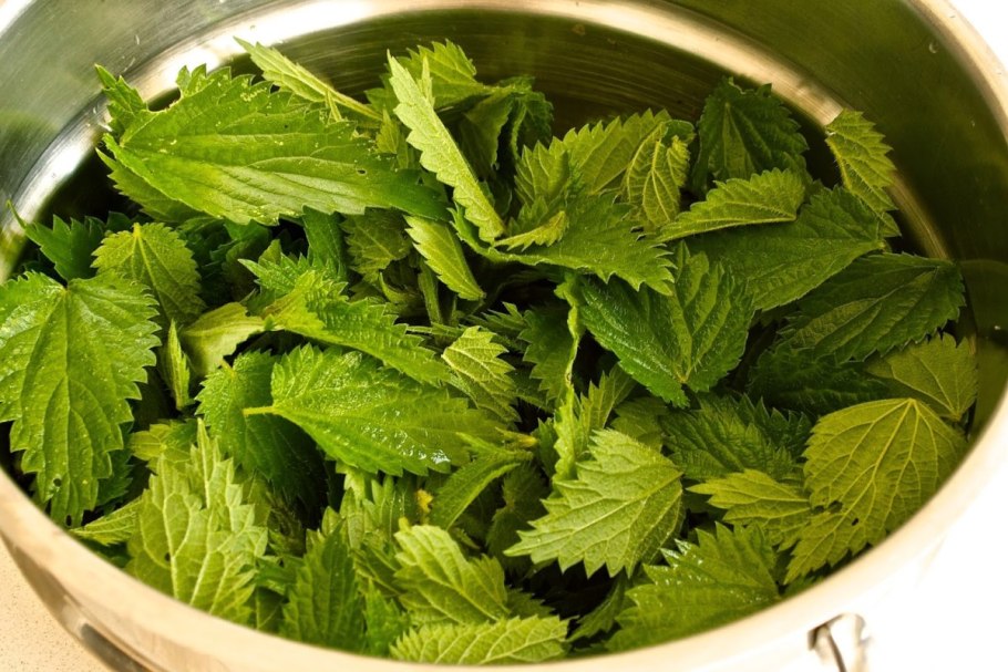 Яснотка ползучая