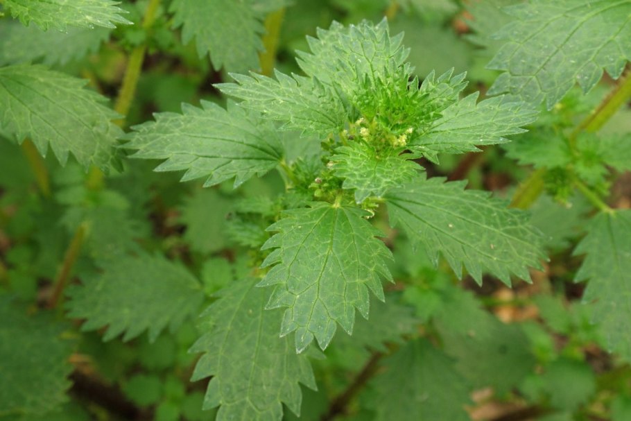 Крапива двудомная