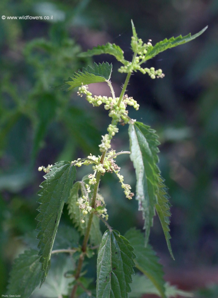 Крапива Киевская (Urtica Kioviensis)