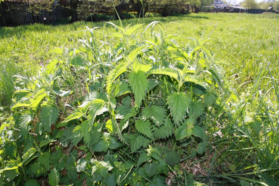 Крапива жгучая конопляная