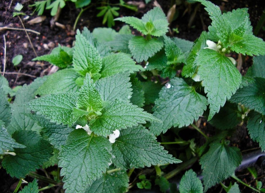 Крапива глухая яснотка