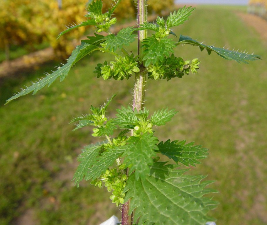 Крапива двудомная (Urtica dioica l.)