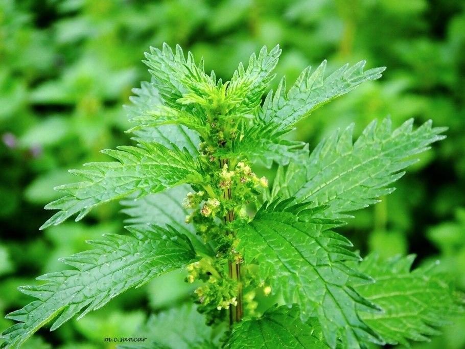 Крапива Киевская (Urtica Kioviensis)