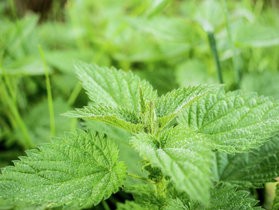 Ареал крапивы