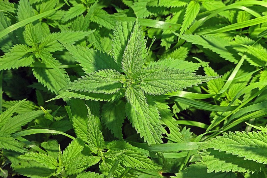 Крапиву в магических обрядах.