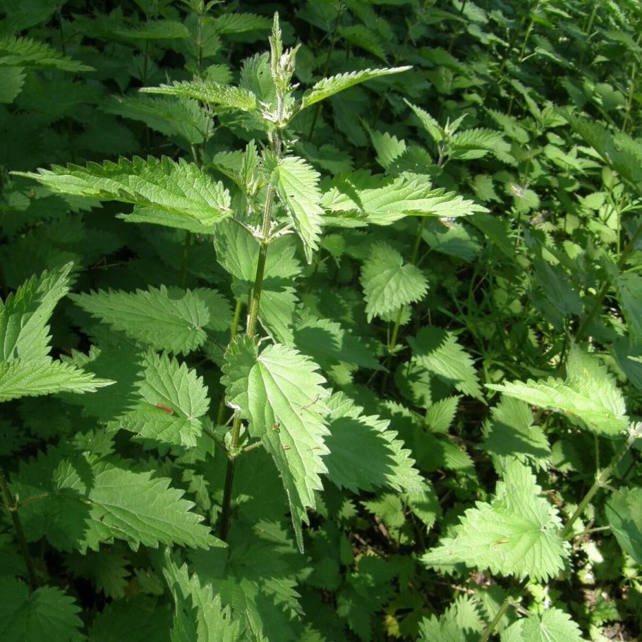 Крапива Киевская (Urtica Kioviensis)