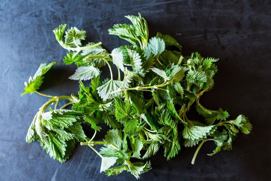 Крапива Садовая