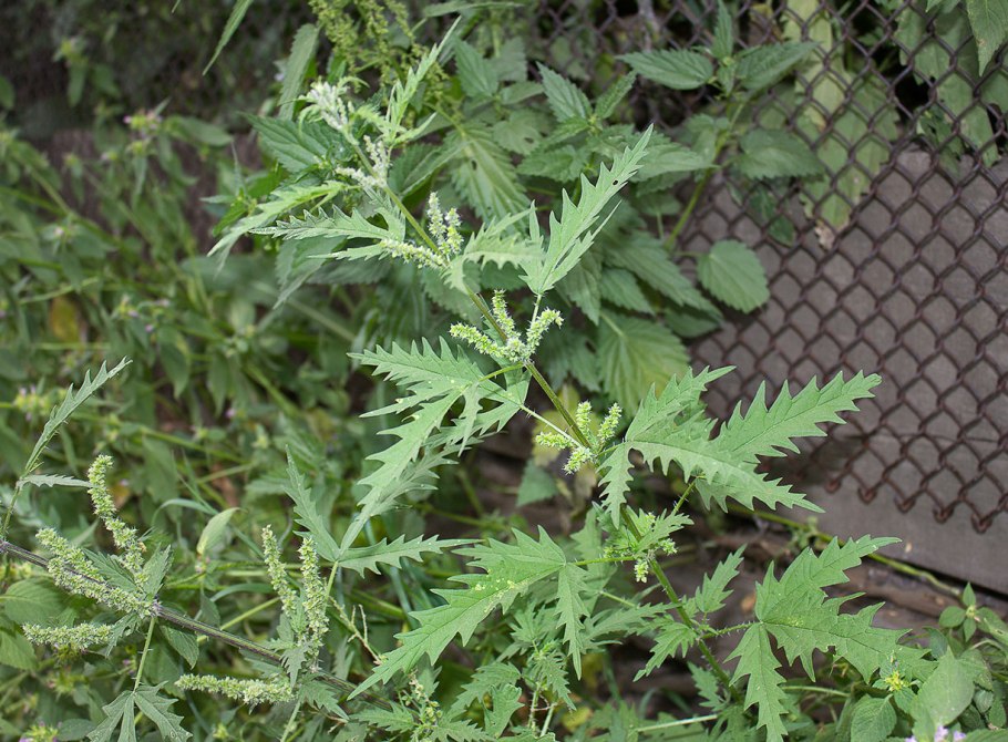 Крапива сибирская коноплевая