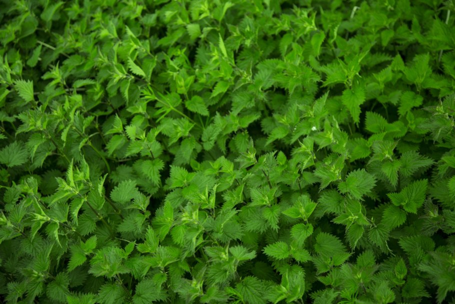 Крапива двудомная растение