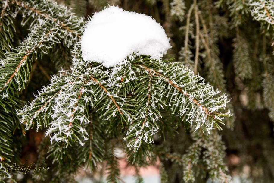 Кедр Гималайский Cedrus deodara