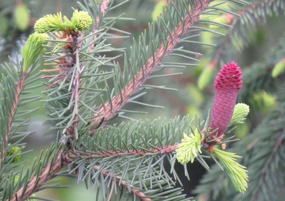 Ель сизая Глаука