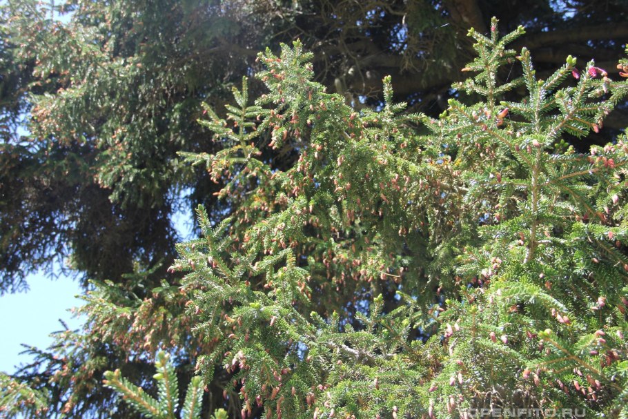 Ель обыкновенная хвоинки