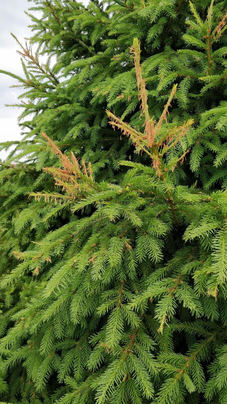 Ель финская Picea Fennica