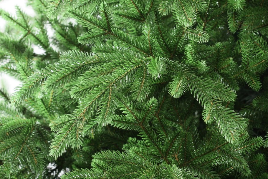 Ель колючая Эдит