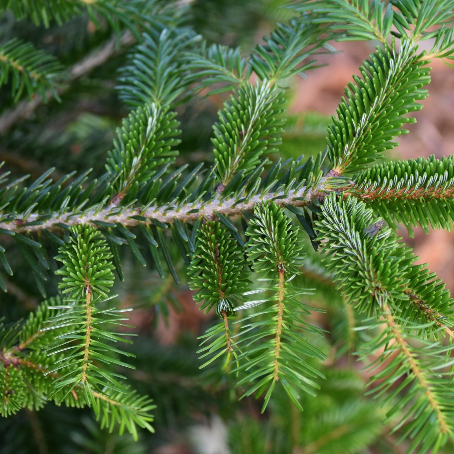 Ель обыкновенная Элеганс