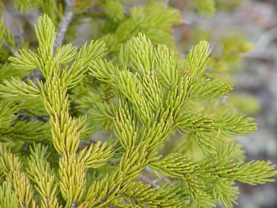 Лист ели фото