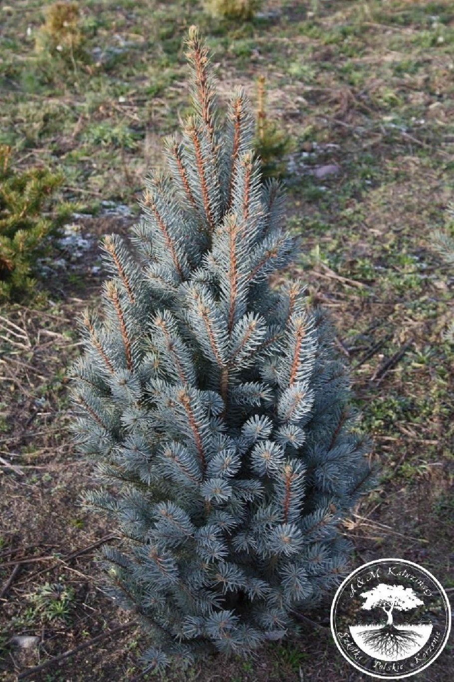 Ель колючая Ретрофлекса
