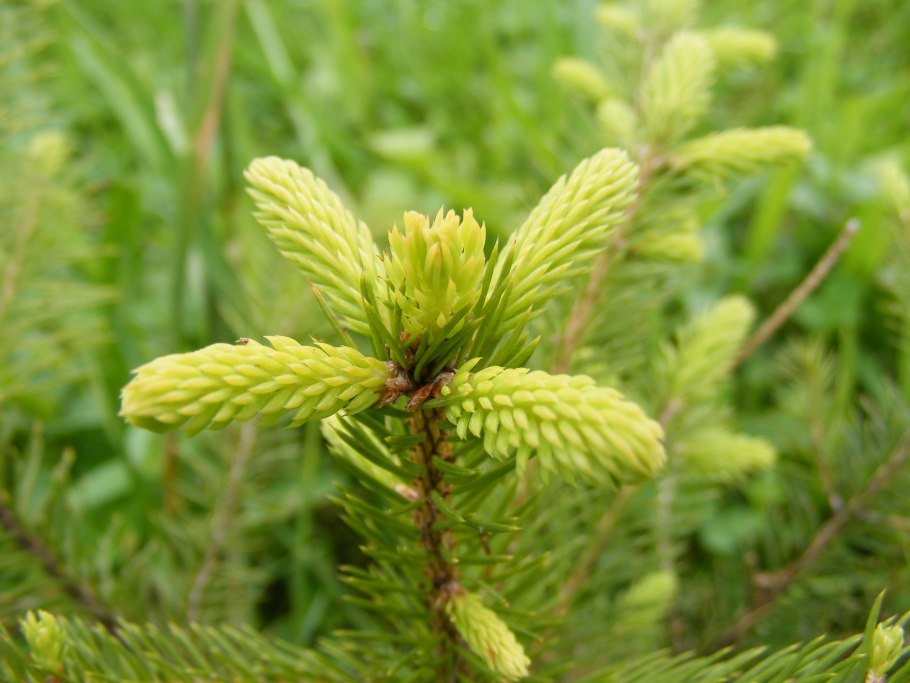 Ель колючая Ауреа