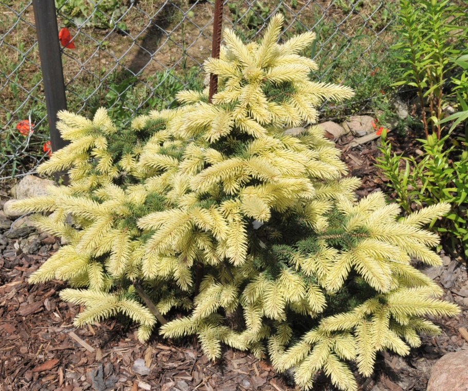 Ель колючая Колумнарис Глаука