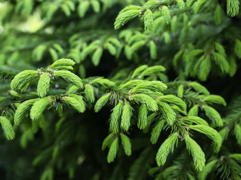 Picea Abies Maxwellii