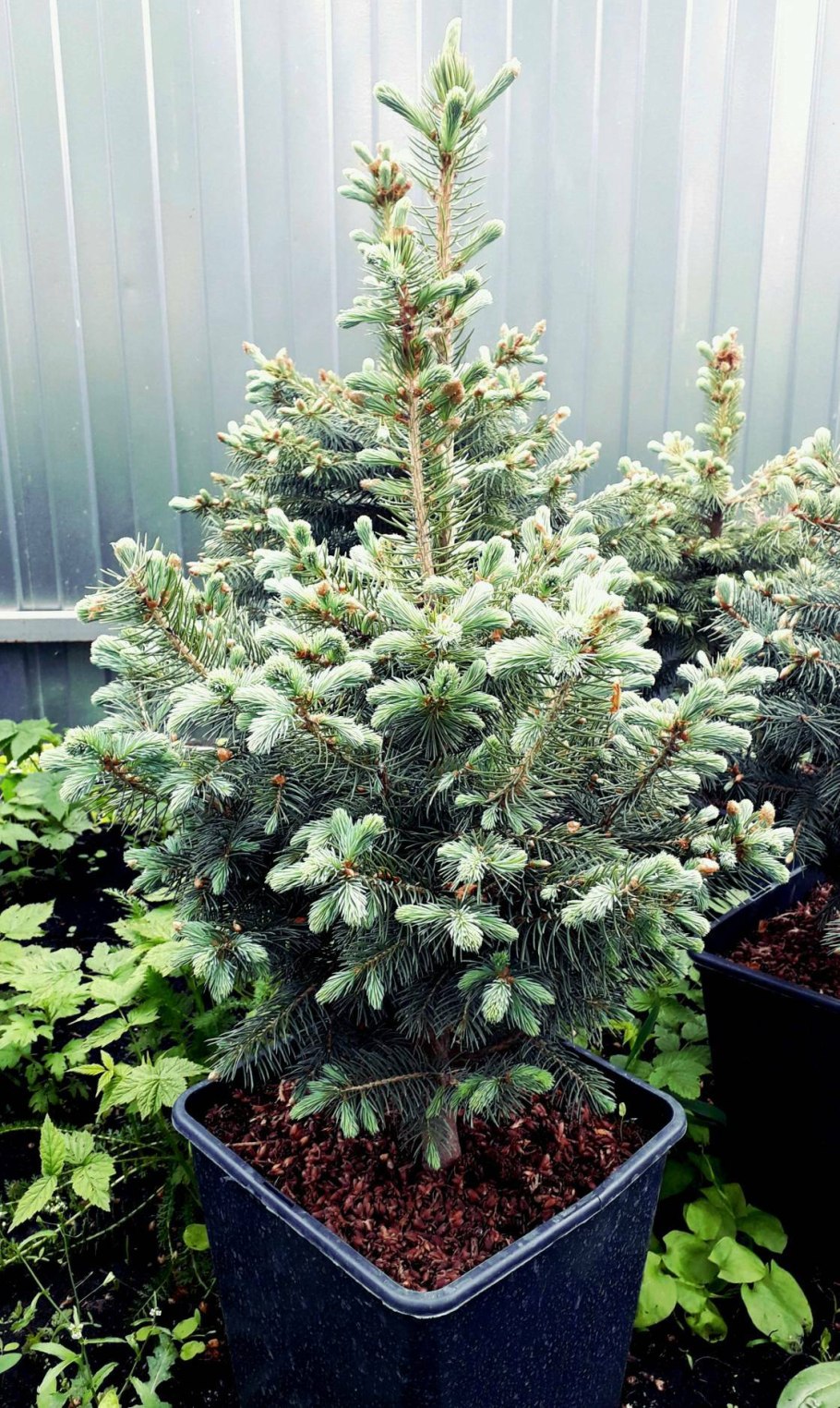 Наша ёлка ель искусственная крона микс светло-зеленая 1.65 м