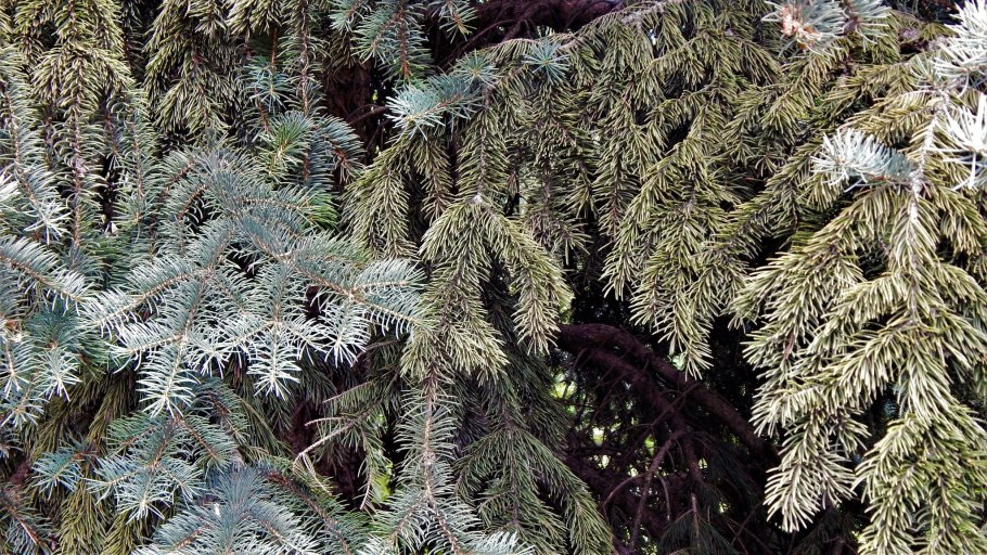 Ель Мейера (Picea meyeri)