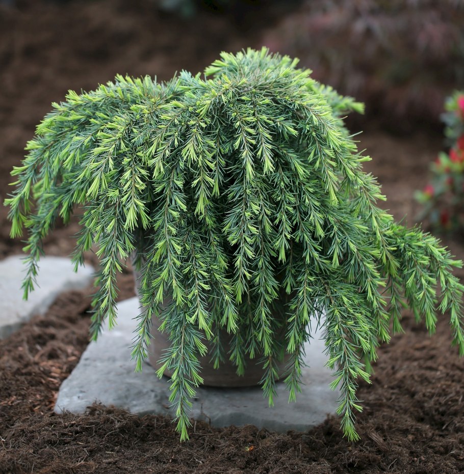 Triumph Tree ель Вологодская 2.3