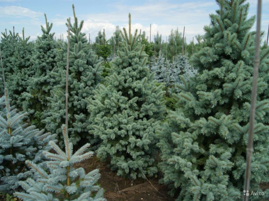 Ель колючая глаука