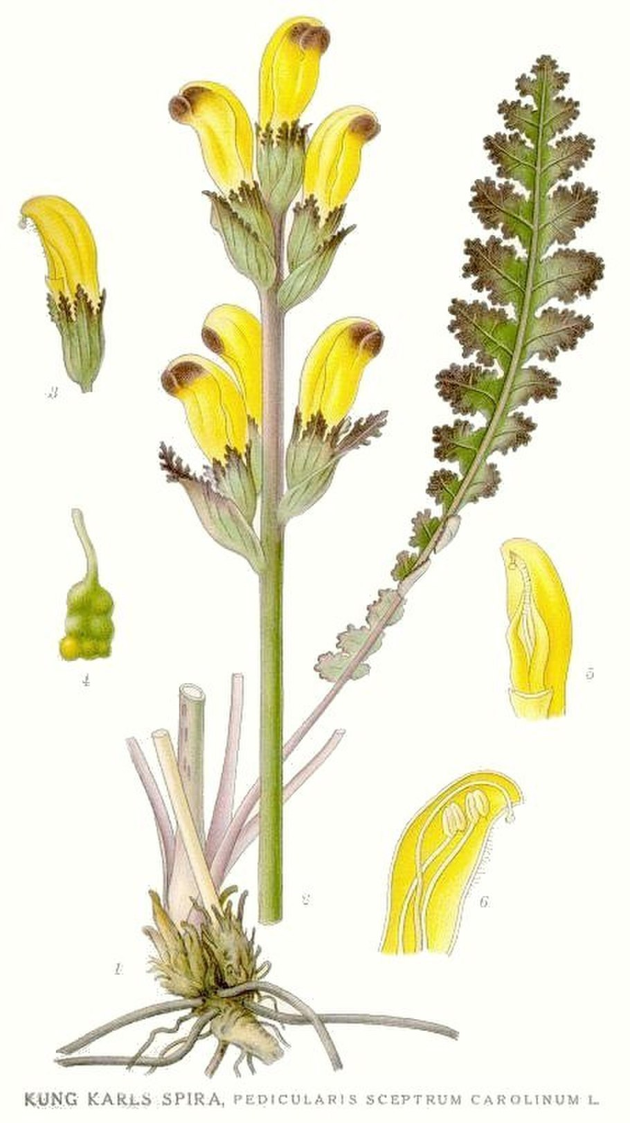 Мытник Лапландский