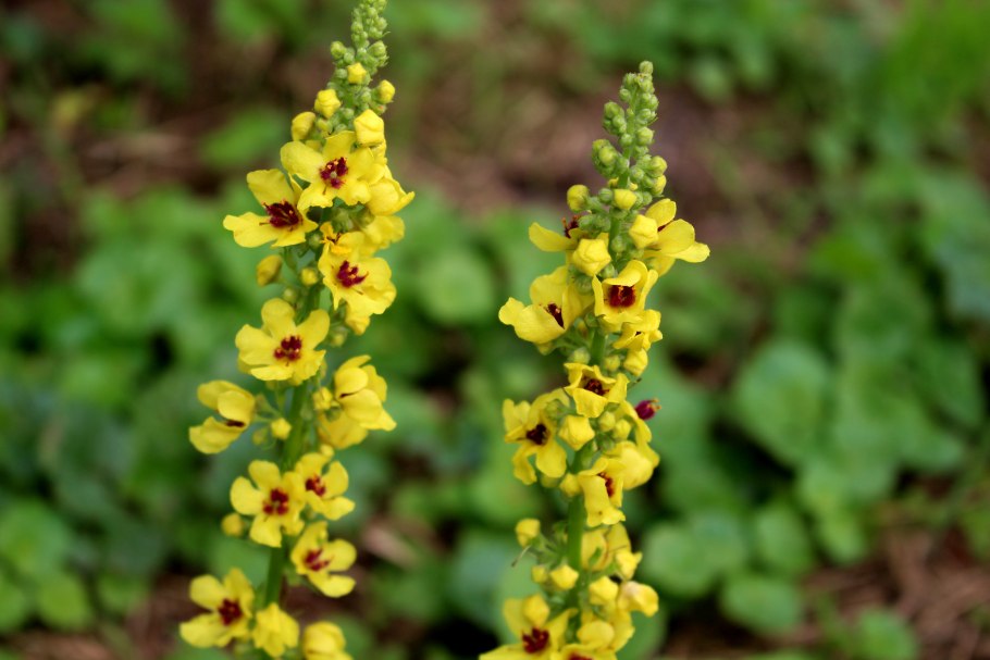 Мытник Сибторпа химический состав и полезные свойства