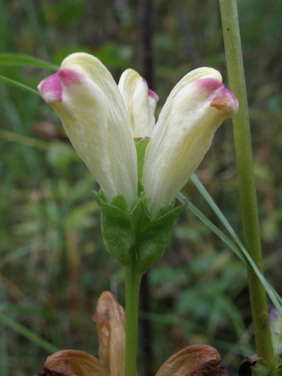 Мытник скипетровидный