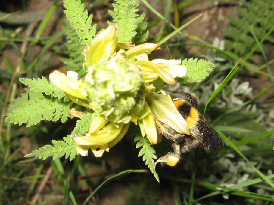 Noeggerathia foliosa