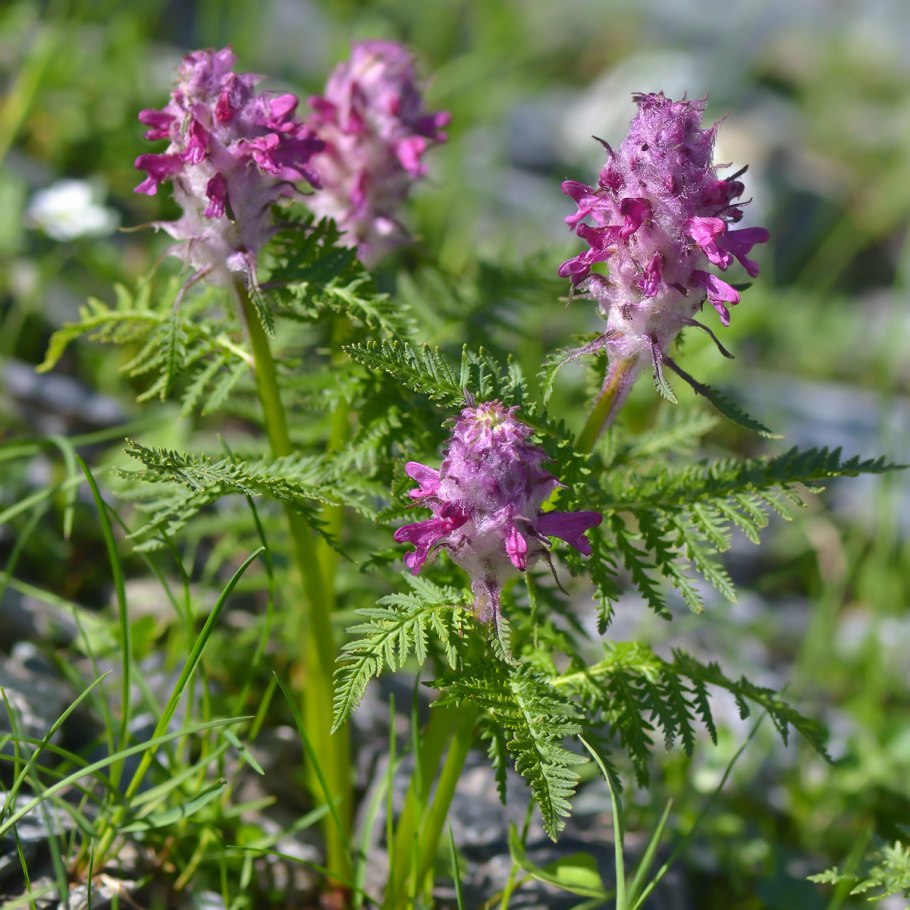 Pedicularis Atropurpurea