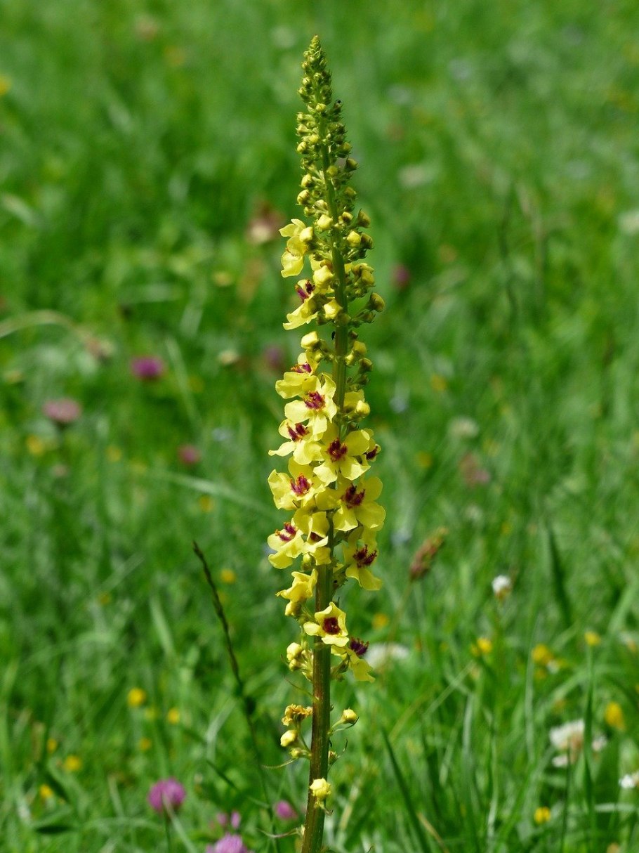 Pedicularis canadensis