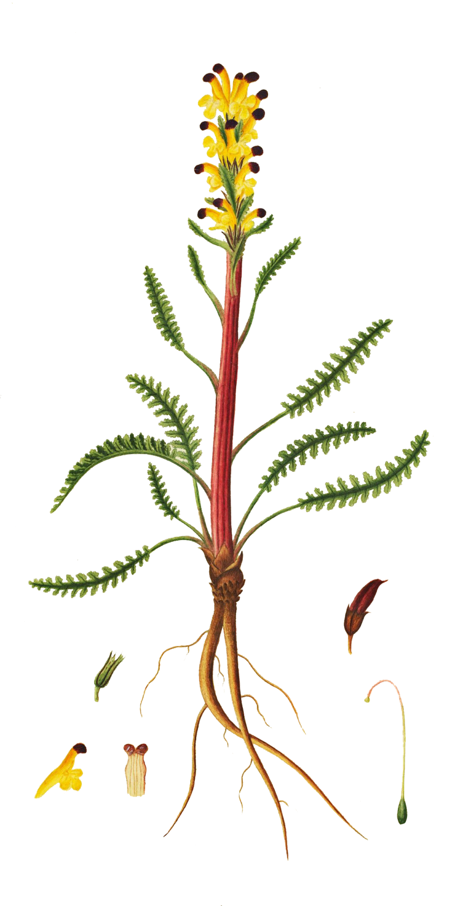 Мытник Кауфмана