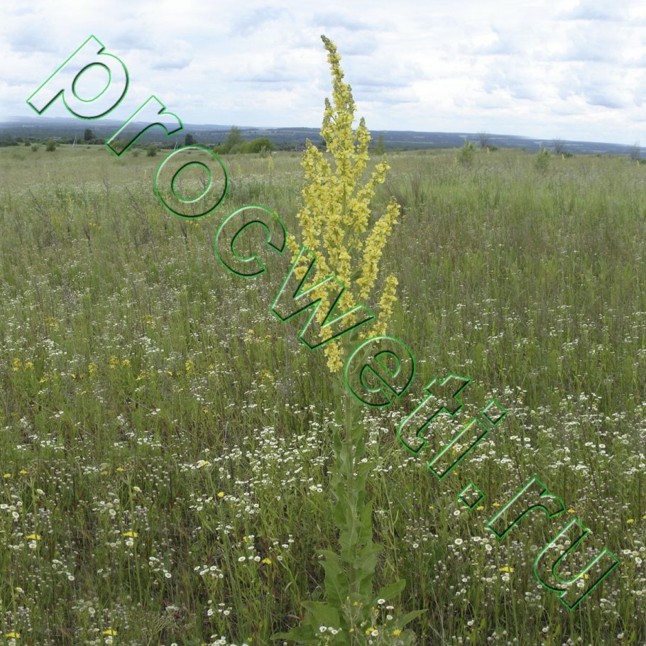 Мытник мутовчатый