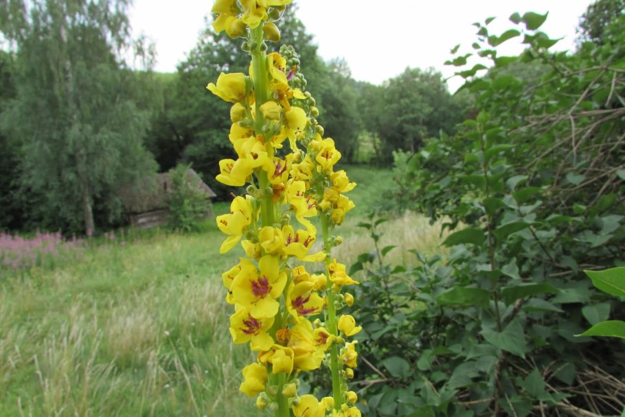 Параномус растение