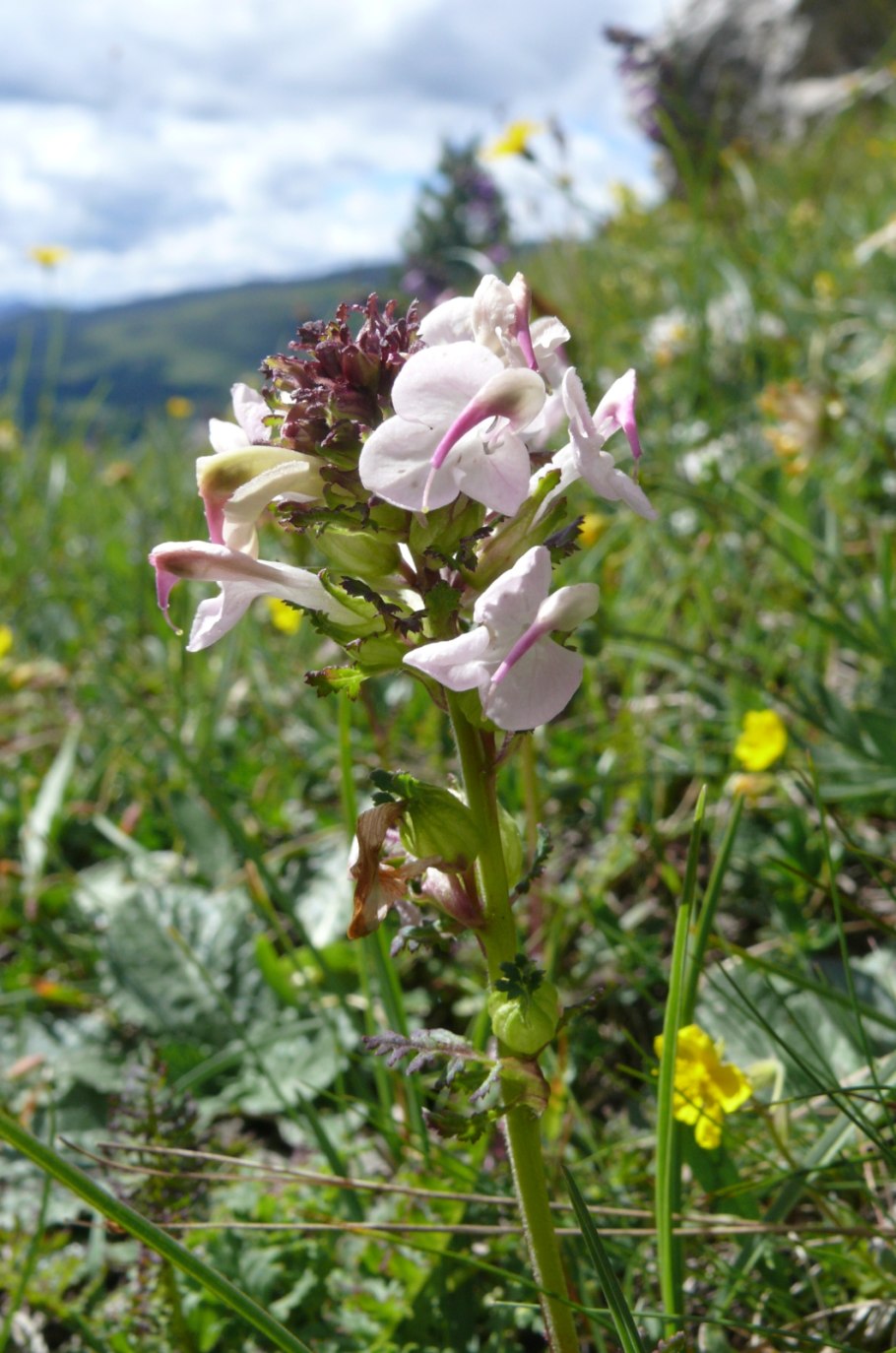 Мытник Эдера