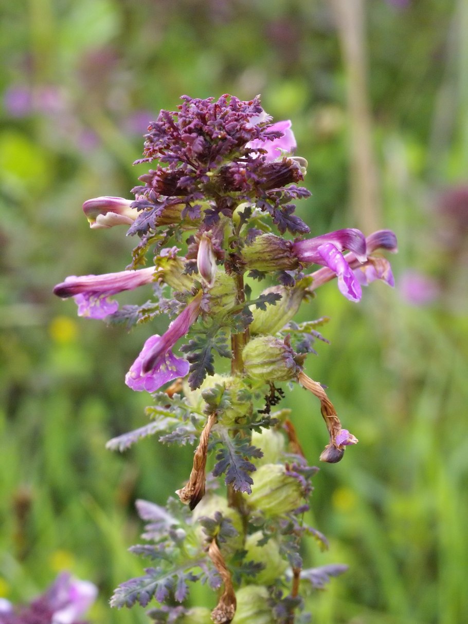 Мытник желтеющий,