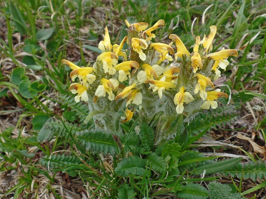 Pedicularis crassirostris