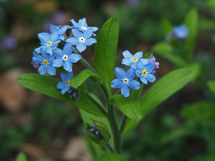 Незабудка Лесная Myosotis sylvatica
