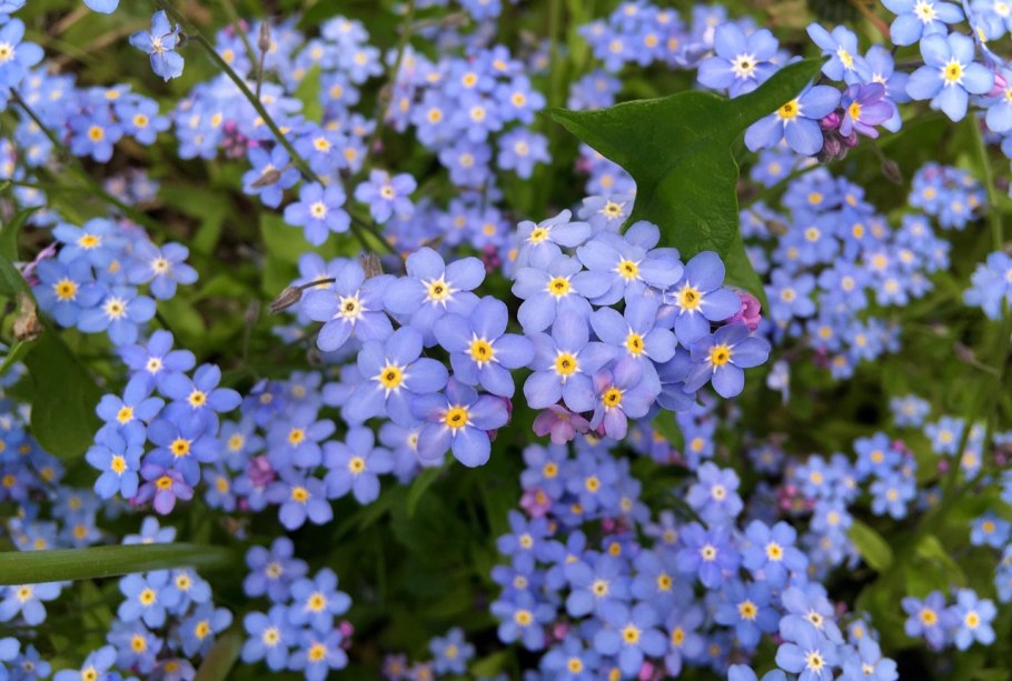 Незабудка Лесная Форгетминот